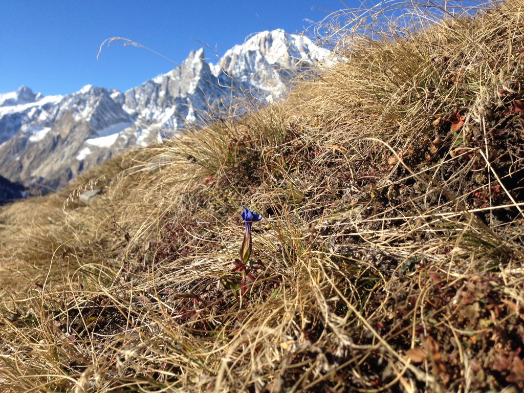 gio_macchia's tweet photo. Che ci crediate o no, questa l'ho scattata adesso a 2106 m di quota (sì, quella in primo piano è una genzianella) https://t.co/aP5OpIStRr