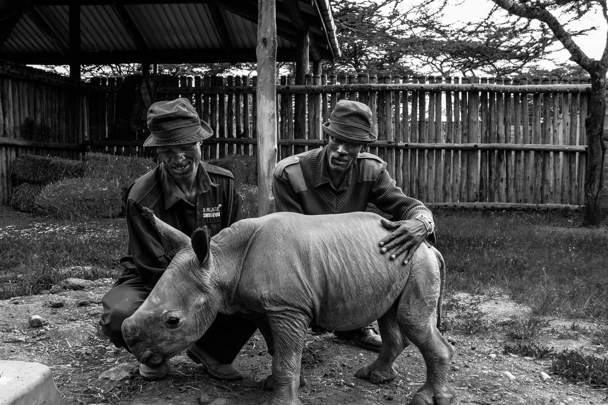 DavidPocock's tweet photo. Zachary and Esogon with a baby white rhino they've been nursing back to full health on @OlPejeta. #kenya https://t.co/2FWYAPzorR