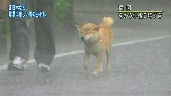 RtNeta's tweet photo. 【話題のネタ】
激しい豪雨の中、散歩に連れてかれた犬の表情が… https://t.co/dFKhkeamZu