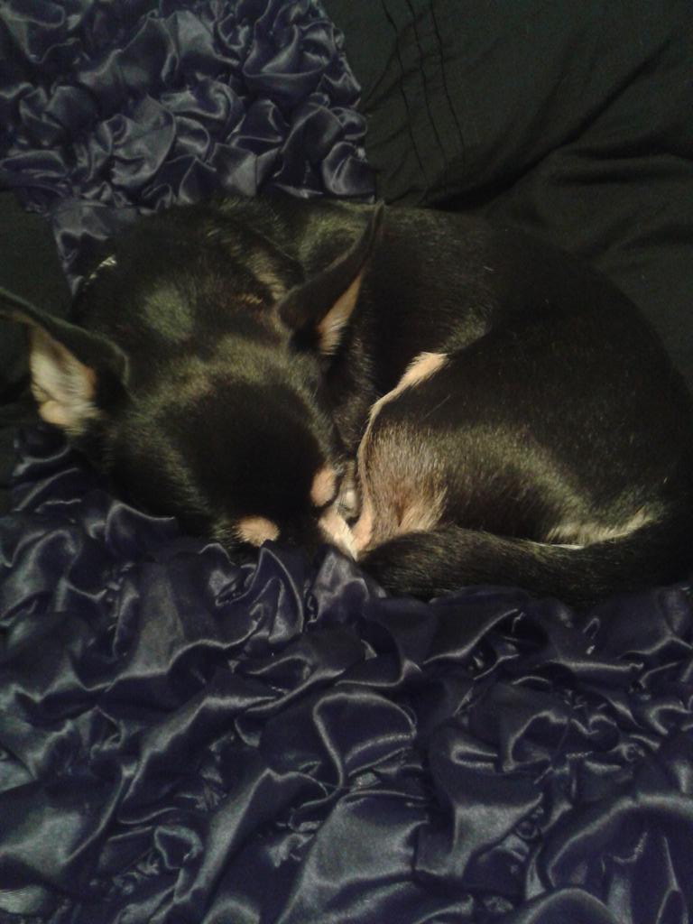 kirstylocket's tweet photo. Not fair!!! While bella gets to stay asleep on my bed, I have to go to work! #iwishiwasstillinbed https://t.co/vhTARrdLm7