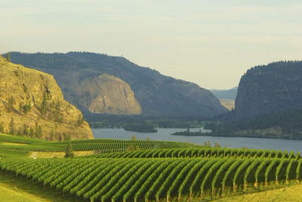ItIsAGrapeLife's tweet photo. A few more hometown Winery shots from BC. #BCWine If anyone is planning a #Wine holiday. @Winewankers @DemiCassiani https://t.co/ZZMXUHXT5L