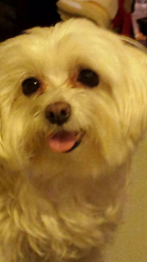 SuperAmpJAM's tweet photo. 🐶 #PRspin #superAmp_jam #hitsong #bandroom @Cisco_CollabJAM @TCOMAC_SuperAmp @Siibeliitaa @60326_FFM https://t.co/sbwLfyEceM