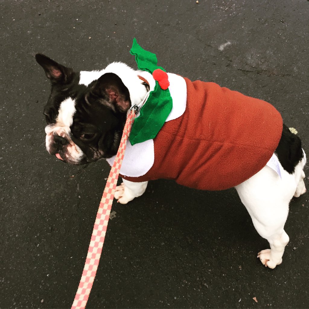 Mrs_V_'s tweet image. Little Miss #Boo in her #Christmas jumper :) #FeelingFestive