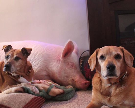 pet_heaven's tweet photo. Should You Let Your Dog Sleep In Your Bed? https://t.co/yUb7rkngnO https://t.co/tmXHmuzlGX