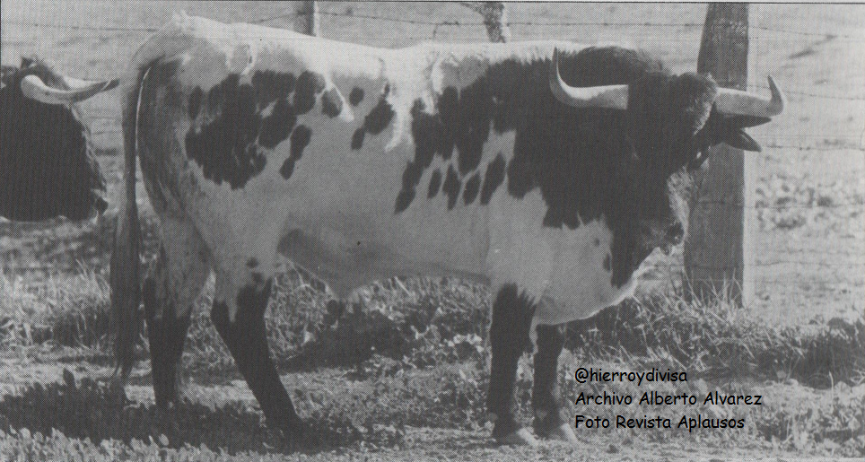 (3/3) Toro de <a href="/JodaryRuchena/">Jodar y Ruchena</a> en 1994 <a href="/pdencastes/">PlataformaDiversidad</a>