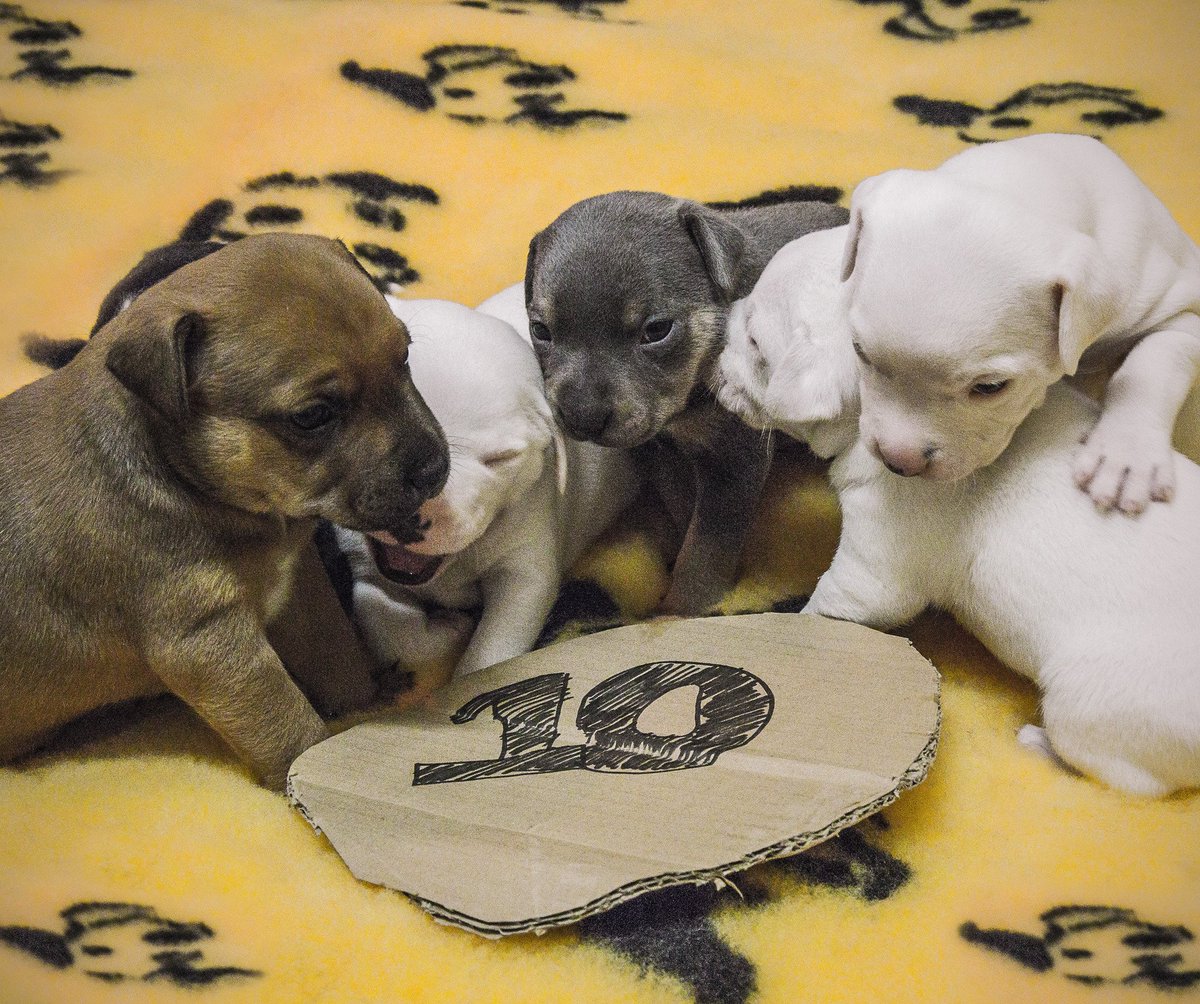 Sammyyapyap's tweet photo. #findthepaddle The team at @DT_Essex have found Craig's number 10 paddle...the puppies were playing with it! https://t.co/7Nc8gwvnA2