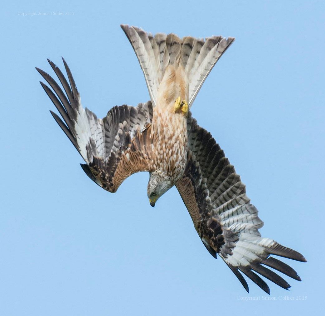 StayInBritain's tweet photo. Beautiful photo of a #Red_Kite by our friend Simon Collier. They have spread into our area and are a delight to see. https://t.co/LAmWnY7BUM