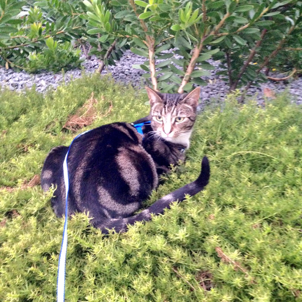 spamoir's tweet image. 11) I can walk one of my cats. It&apos;s less fun than you&apos;d think.  #SpamFacts