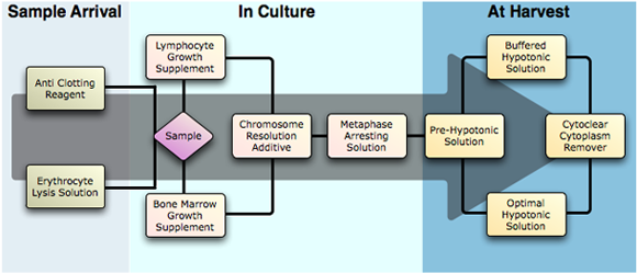 GenialHelix1's tweet photo. Our ProCell range is designed to improve culture failure rates,mitotic index,metaphase spreading&amp;banding resolution https://t.co/35cFzCTGo2