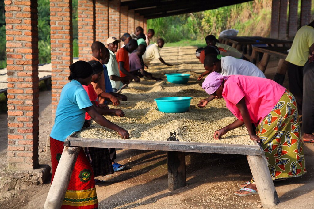 KZNOIR's tweet photo. #TBT when were hard at work sorting beans. These beauties are now all over the world being roasted to perfection https://t.co/aCYGOxKvOI