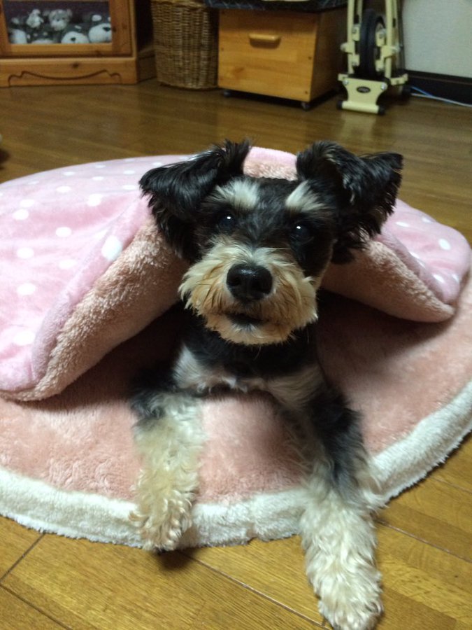 売り切れ続出 犬や猫をダメにする しまむらホイホイ とは いまトピ