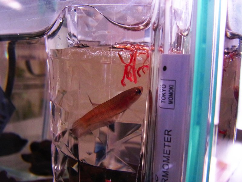 ベタ コッキーナ