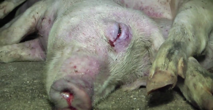 AnimalEquality's tweet photo. If we reject suffering 
we must stop eating meat. 

#LoveAnimalsEatPlants 

[VIDEO] ►https://t.co/QBG2HcSyL8 https://t.co/Fpd5mTbVyf
