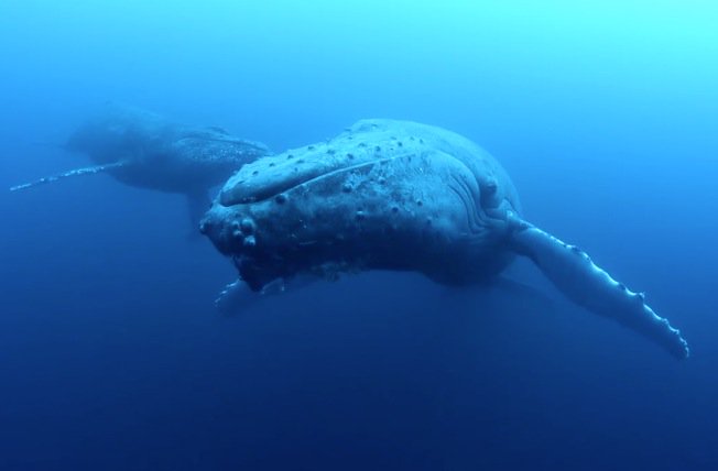 DailyMirror's tweet photo. Diver's incredible encounter with heartbroken humpback whale
https://t.co/gfhQ3UsLcG https://t.co/z3BxwejDzL