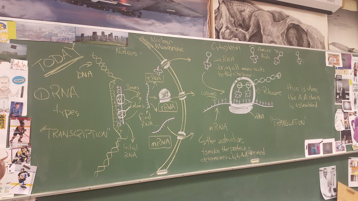 MrP_Bio's tweet image. #Bio30  #chalkrules #proteinsynthesis Transcription &amp;amp; Translation -  easy -