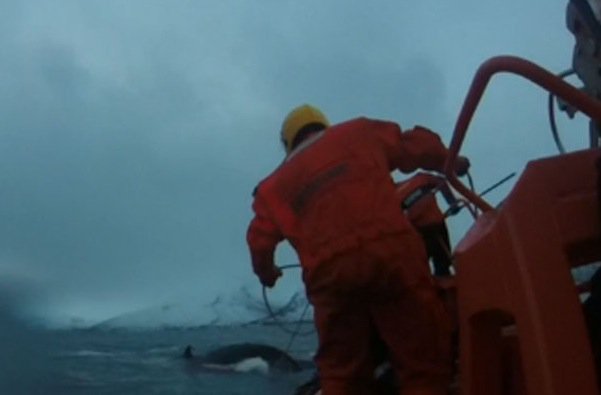 DailyMirror's tweet photo. Humpback whale rescued in dramatic video after becoming tangled in rope
https://t.co/xhitfFSZad https://t.co/sTGSf9Fxo8