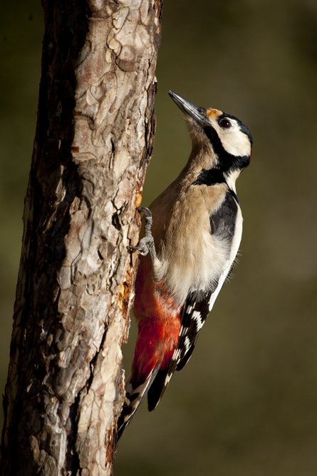 Photo_Logistics's tweet photo. #GSWoodpecker #Jay #Nutchat #GTit #CrestedTit #BlueTit #CoalTit etc. the usuals at #Olius #hide https://t.co/BobpjYvedI