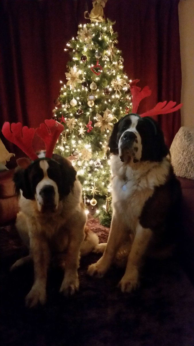 saintflo85's tweet photo. I'm owned by these 2 handsome boys, Barnaby and Sullivan #littermates #brotherlylove  @itvthismorning https://t.co/WpJ2IhPv73
