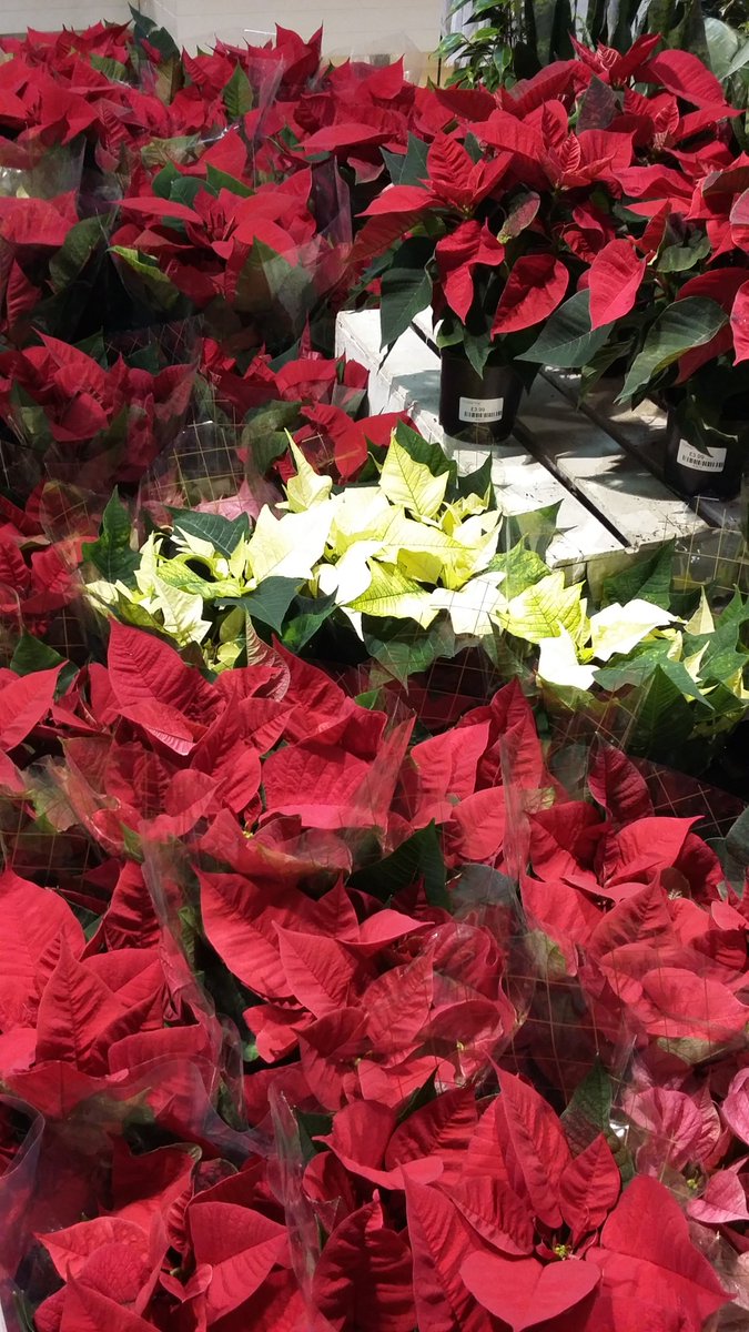 Did you know: International #PoinsettiaDay falls on Saturday 12th December 2015.