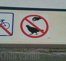 ChilliVanilliTV's tweet image. Bitte keine Tauben Würzen