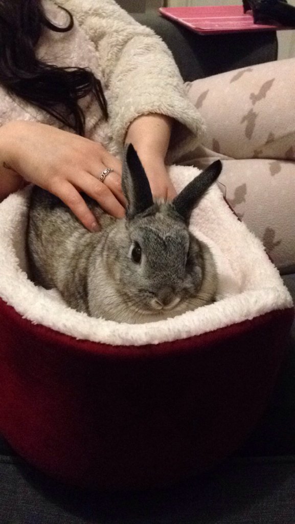 RebekahSteward's tweet photo. @itvthismorning Kiki and her new Christmas Bed 🐰😍#PetPresents https://t.co/bVPISGxaMl
