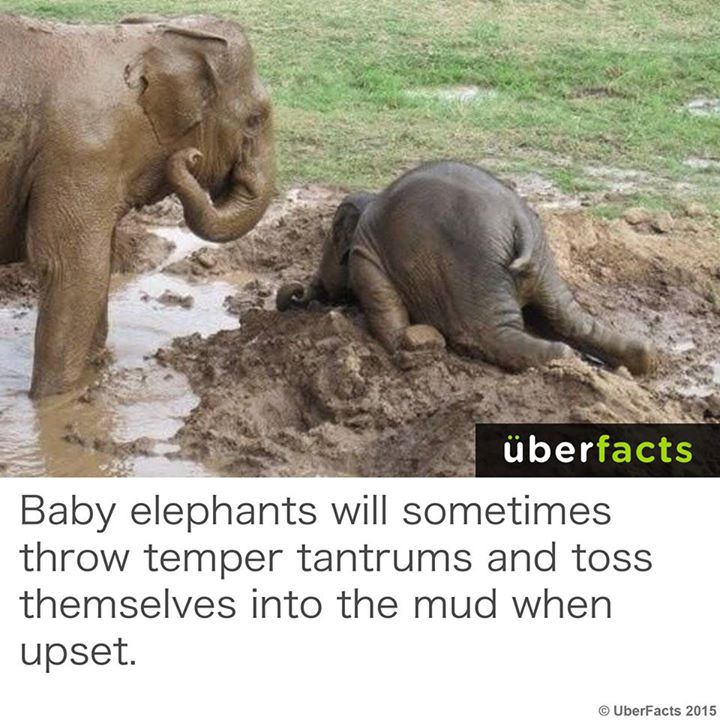 SPdecorating's tweet image. LOVE that baby elephants lose it sometimes!!