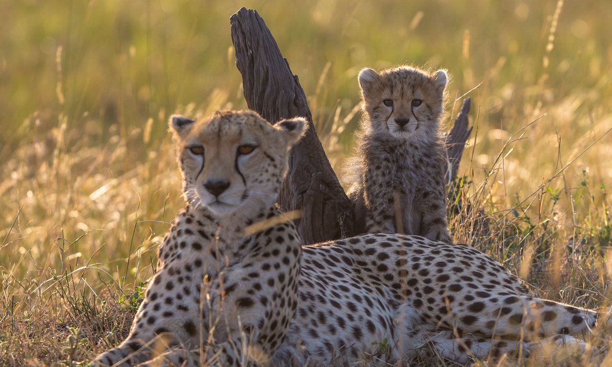 guardian's tweet photo. Cheetahs migrated from North America to Africa 100,000 years ago https://t.co/xcOmUYKHaC https://t.co/JvhPxiRfsF