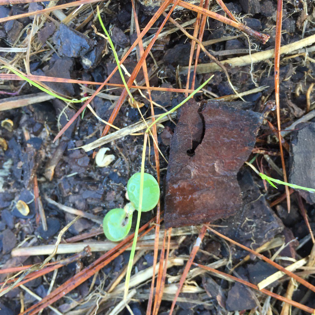 jwnature's tweet photo. wildflower meadows on Jones State Forest are showing signs of sprouting. #pollinators #wildflowers #txforestservice https://t.co/mtZ1sZ5JKW