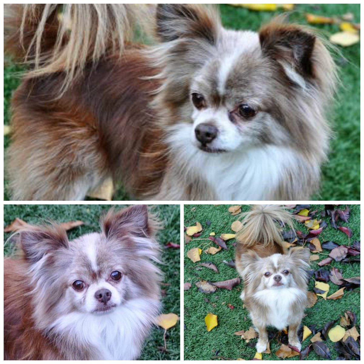 Mookie is a 10 year old Longhaired Chihuahua with one of the best 'dos we've seen in awhile! #adoptaseniorpet