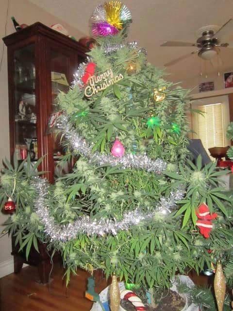 santiagoveni's tweet photo. On ahora en serio #MiArbol #Weeeeeeeeed jajajaj https://t.co/nHJuz4vUMf
