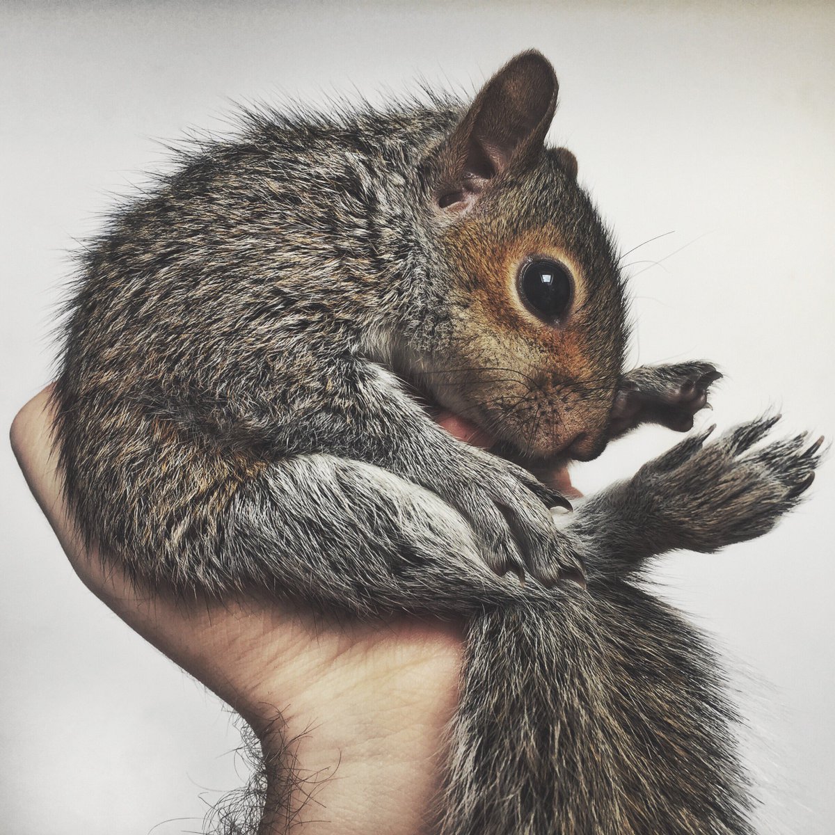 Baby #squirrel that <a href="/sineadmcauley/">Sinead McAuley</a> and I rescued. #shotoniphone6 #iphoneonly