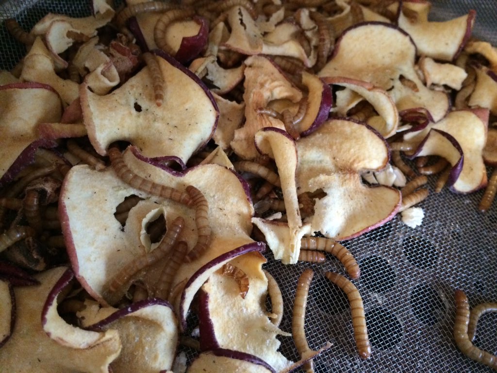 TheEdibleInsect's tweet image. New experiment started. These mealworms will only have dehydrated apple to live in.