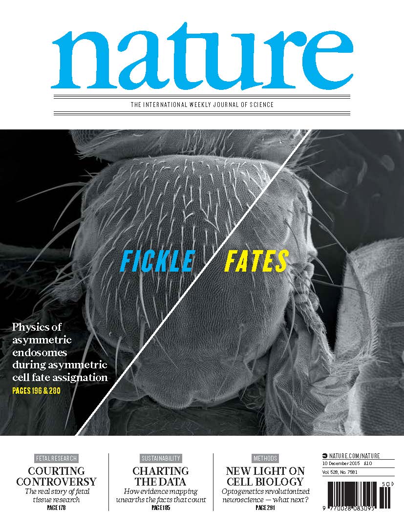 NaturePortfolio's tweet photo. On the cover this week: Fickle fates. Physics of asymmetric endosomes during asymmetric cell fate assignation https://t.co/diH6E3H1ul