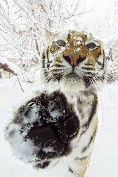 60Mira's tweet photo. Скажи привет братюни!!! https://t.co/URFBycVxr9