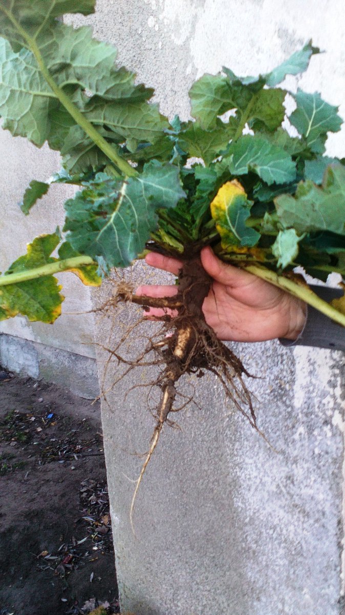 KuberskiAgro's tweet image. Rape after Mzuri #striptil in Poland.