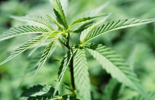 ExtractCannabis's tweet photo. Missouri medical marijuana petition approved for collecting signatures: https://t.co/aHxk2a0RgO #MMJ https://t.co/5LclduvRDJ