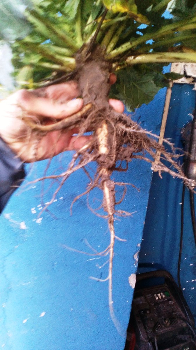 KuberskiAgro's tweet image. Rape after Mzuri #striptil in Poland.