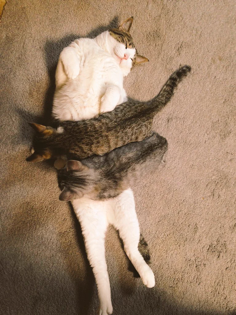 【気働きのできる猫♪】センパイ、お世話はウチらにまかしてぇな！！