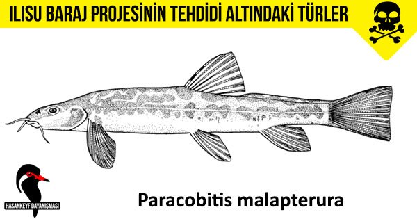 HisnKaifa's tweet image. GAP projesiyle yapay göle dönüşen Fırat vadisinde tutunamayan türler Dicle vadisinde yaşamaya devam ediyorlar.