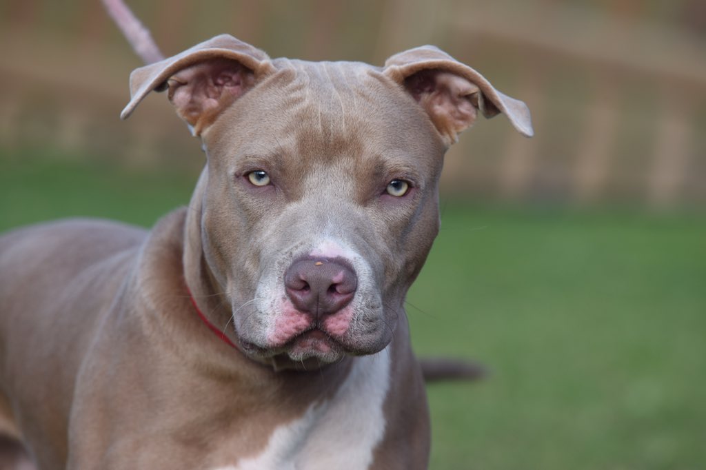 A New Leash on Life tweet media