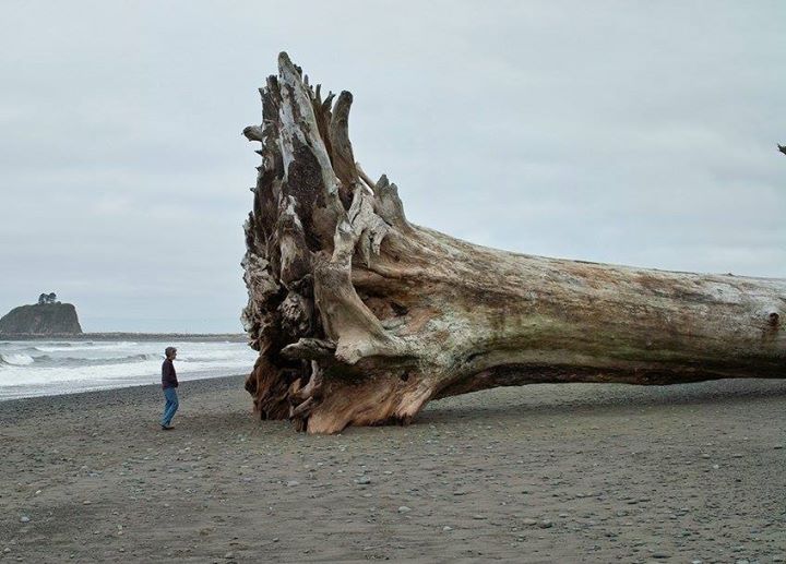 SPdecorating's tweet image. THAT is a big old bit of driftwood!