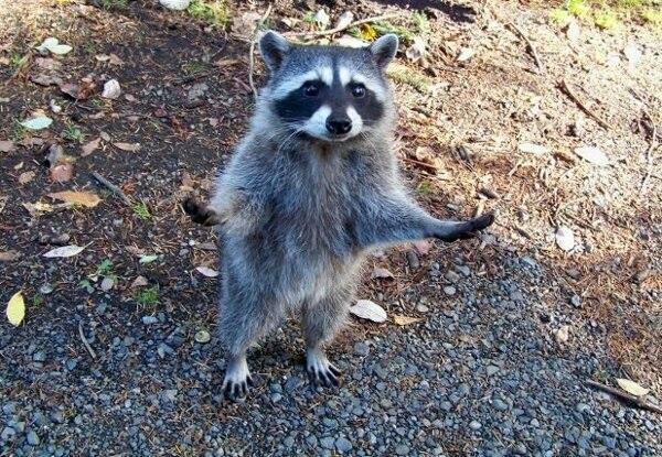 'sorry ... lost the cat .. must've slipped out my paws' !!! :(  ow.ly/VJjdV  ☼