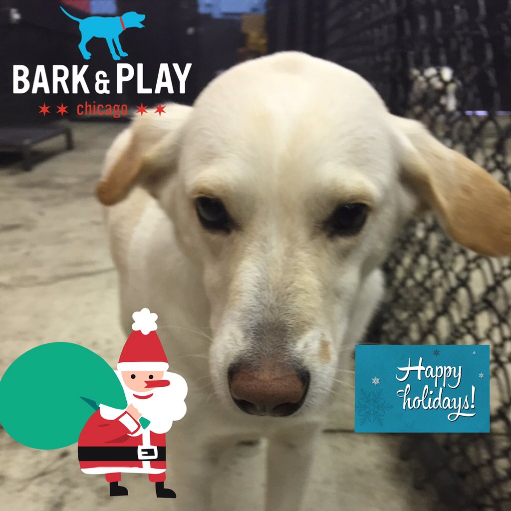 barkandplaychi's tweet photo. https://t.co/ZXy4EgfYAm