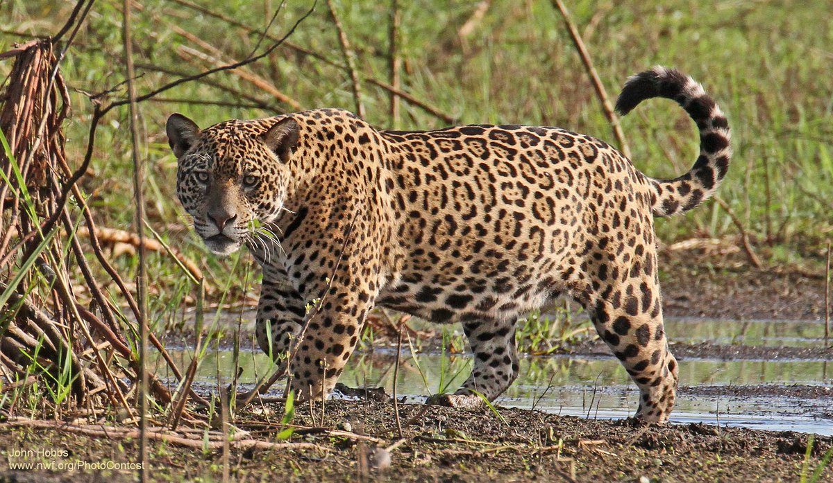 wildlifeaction's tweet photo. Urge @POTUS to support ambitious climate agreement for wildlife and the planet! #COP21 https://t.co/JxMxsbKkhB https://t.co/Xf0VsY8Yeo