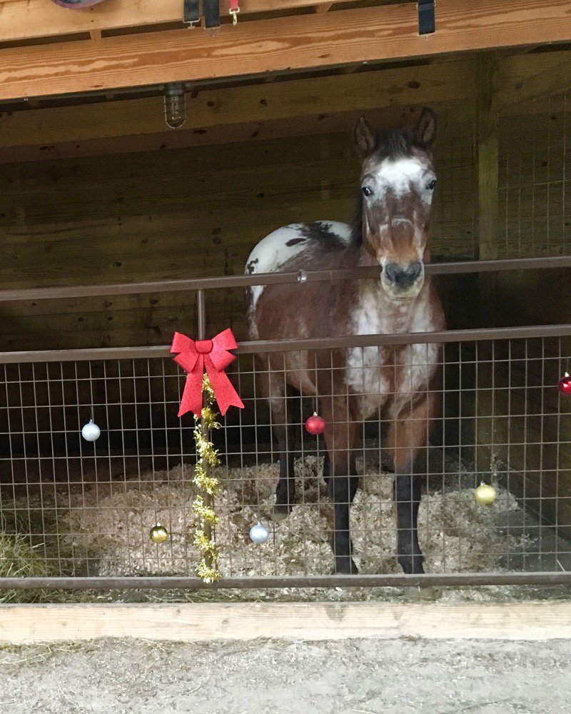 BellaRunEquine's tweet photo. Deck the Stalls! Faith loves her decorations almost as much as she would love to have a new #HomeForTheHolidays https://t.co/ZEMclCUgLm