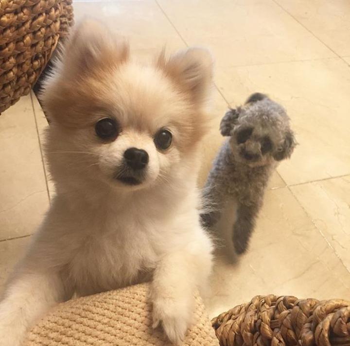 hamiyssi's tweet photo. [Yulstagram] updates 9h-ago, HANI+DOOE🐶🐶 #HANI #DOOE https://t.co/SKPal5XDaC