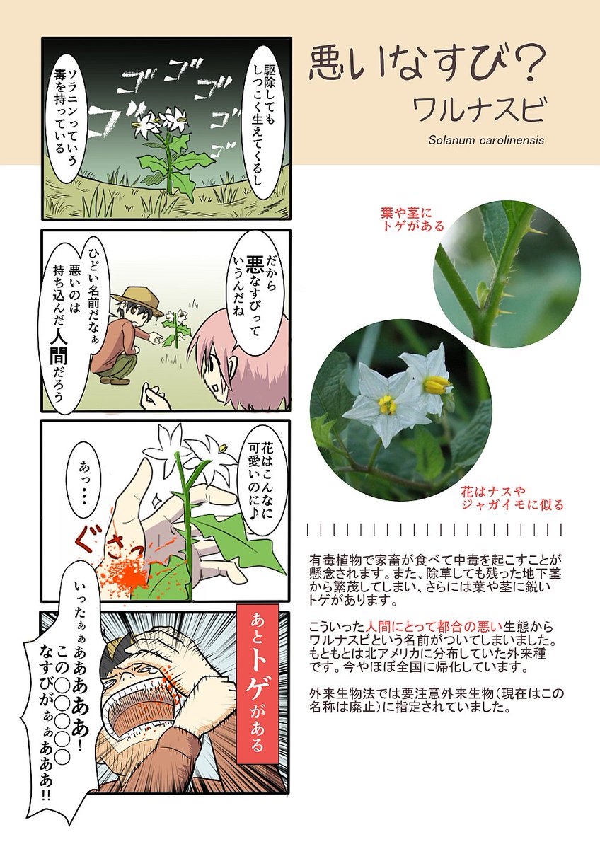 4コマを更新　第78種【ワルナスビ】人間に都合の「悪い」なすび 