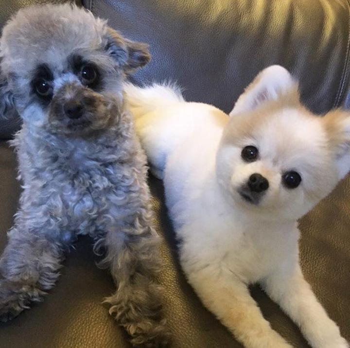 hamiyssi's tweet photo. [Yulstagram] updates 9h-ago, HANI+DOOE🐶🐶 #HANI #DOOE https://t.co/SKPal5XDaC