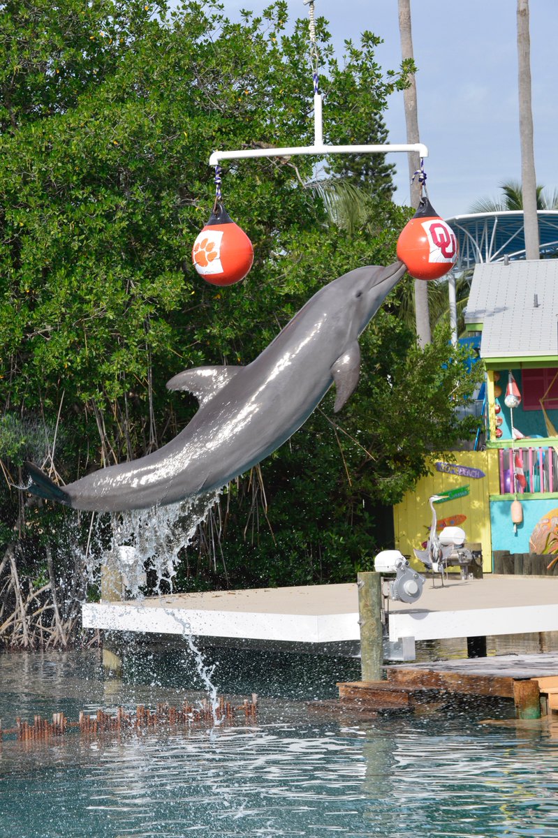 OrangeBowl's tweet photo. Flipper has spoken! @OU_Football has been predicted to win the @CFBPlayoff Semifinal at the #CapitalOneOrangeBowl! https://t.co/Q8XM0p8Ww1