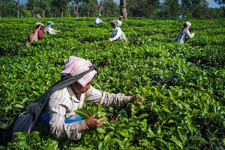 business's tweet photo. Texas billionaire strikes unusual partnership with Indian startup over a mutual love for tea https://t.co/bBTKOsIIWb https://t.co/exr5rpyJ7l